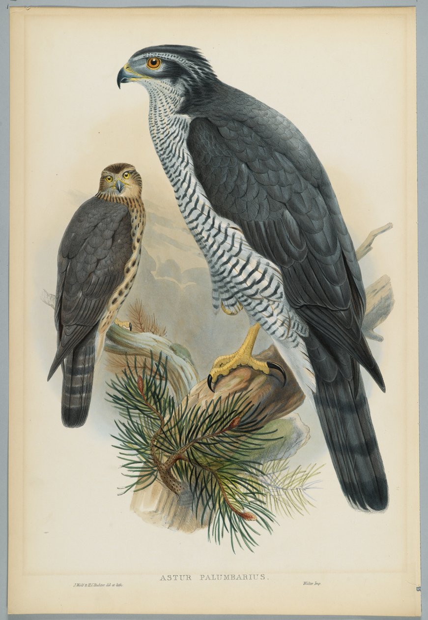 Astur Palumbarius - çakır kuşu, J. Wolf tarafından çizilmiş, H.C. Richter tarafından oyulmuş by John after Gould