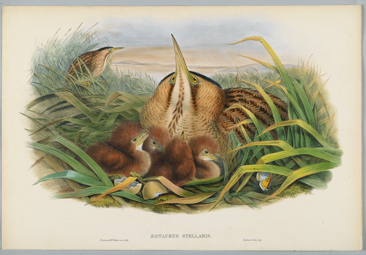 Botaurus Stellaris - Acı, H. C. Richter tarafından oyulmuş by John after Gould