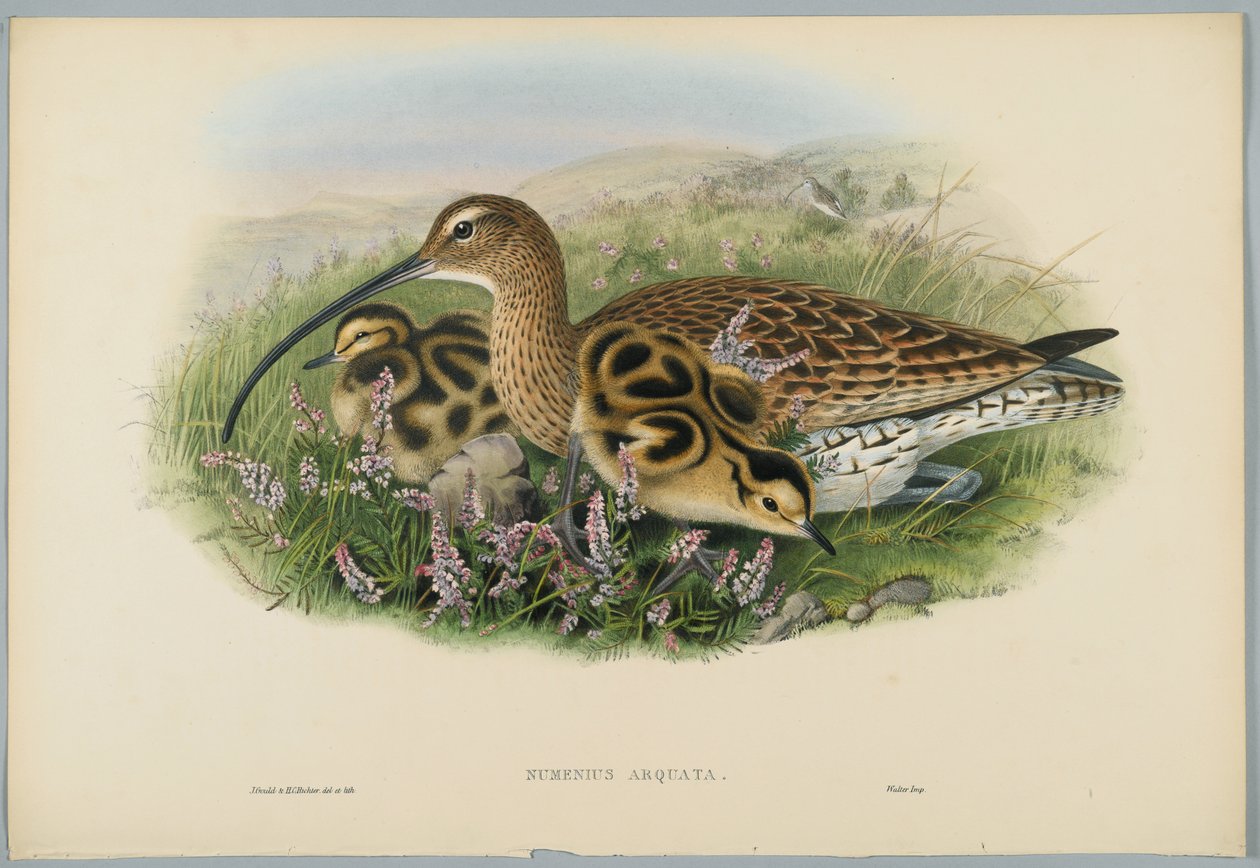 Numenius Arquata - Curlew, H. C. Richter tarafından oyulmuş by John after Gould