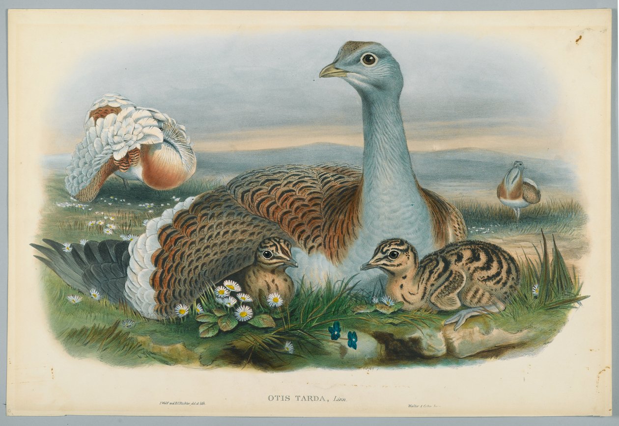 Otis Torda - J. Wolf tarafından çizilen, H. C. Richter tarafından oyulmuş Büyük Toy kuşu by John after Gould