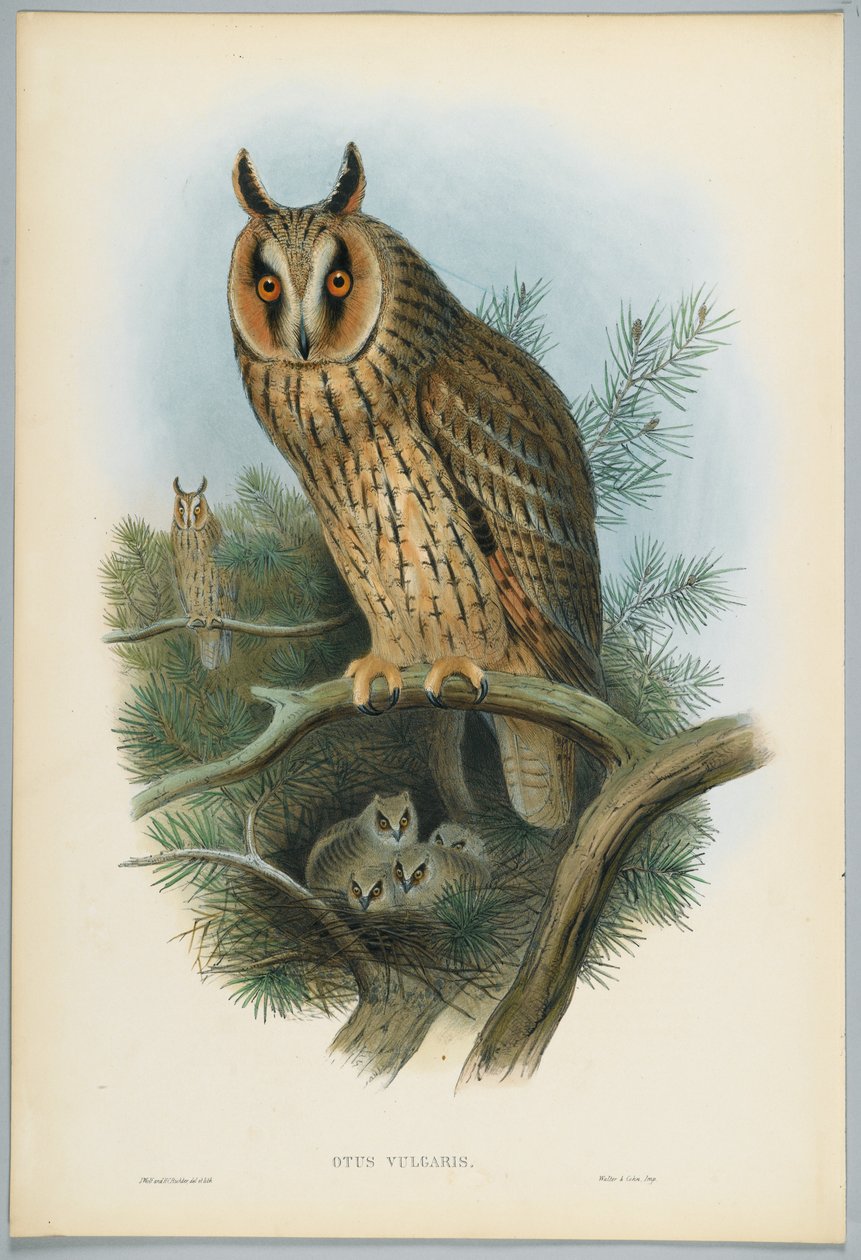 Otus Vulgaris - Uzun Kulaklı Baykuş, J. Wolf tarafından çizilmiş, H.C. Richter tarafından oyulmuş by John after Gould