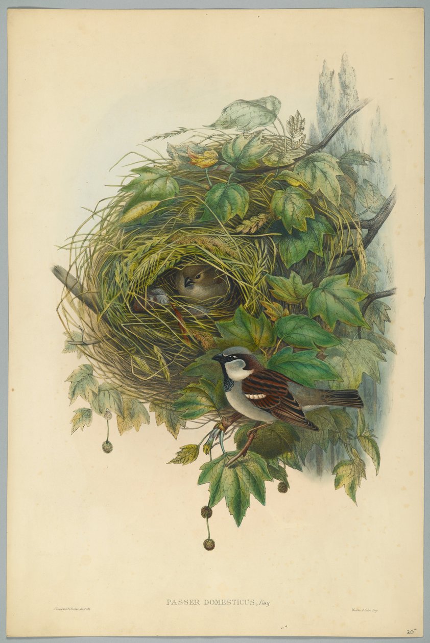 Passer Domesticus - Ortak Ev Serçesi, H. C. Richter tarafından oyulmuş by John after Gould