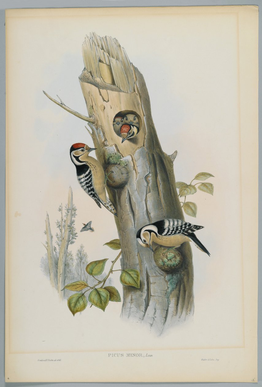 Picus Minor - H. C. Richter tarafından oyulmuş Küçük Benekli Ağaçkakan by John after Gould