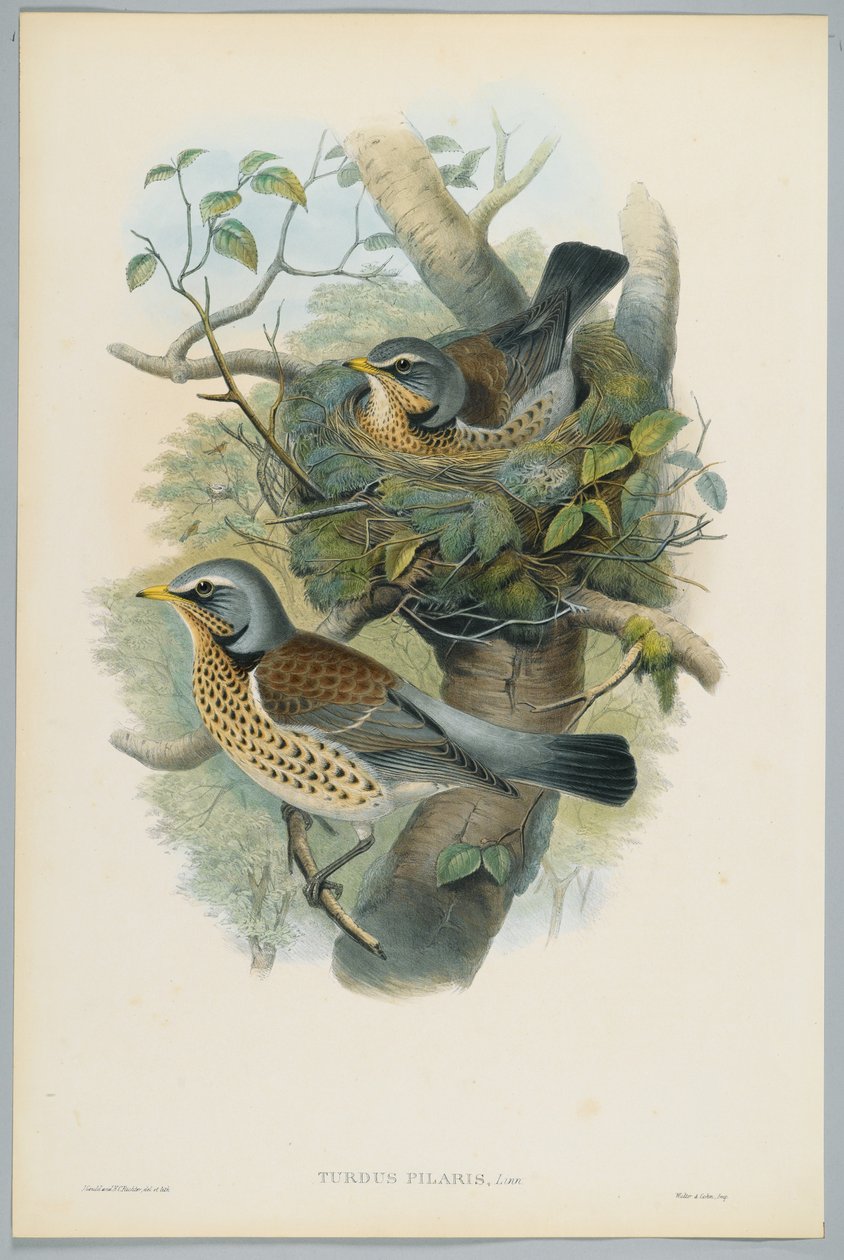 Turdus Pilarus - Ardıç ardıç, H. C. Richter tarafından oyulmuş by John after Gould