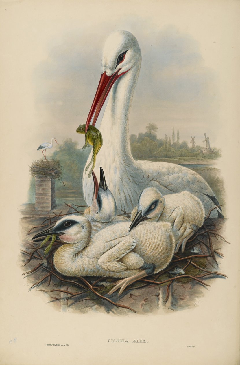 Bilinmeyen resim by John after Gould