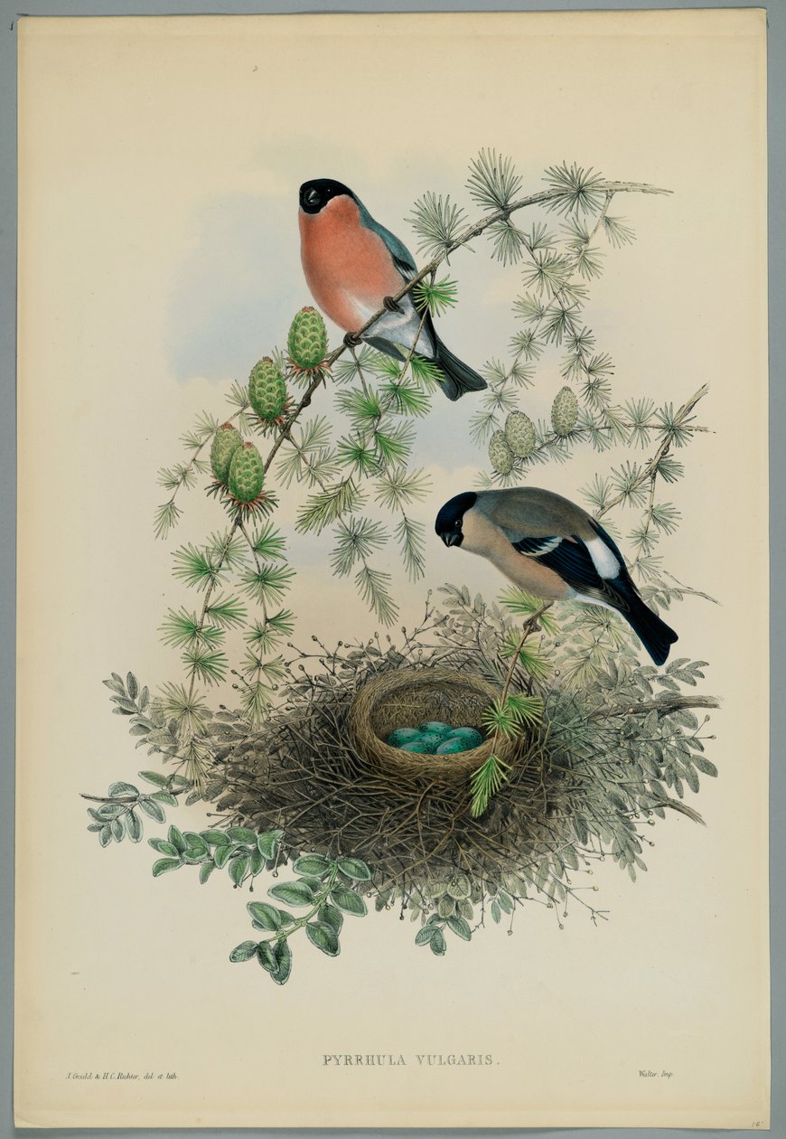 Bilinmeyen resim by John after Gould