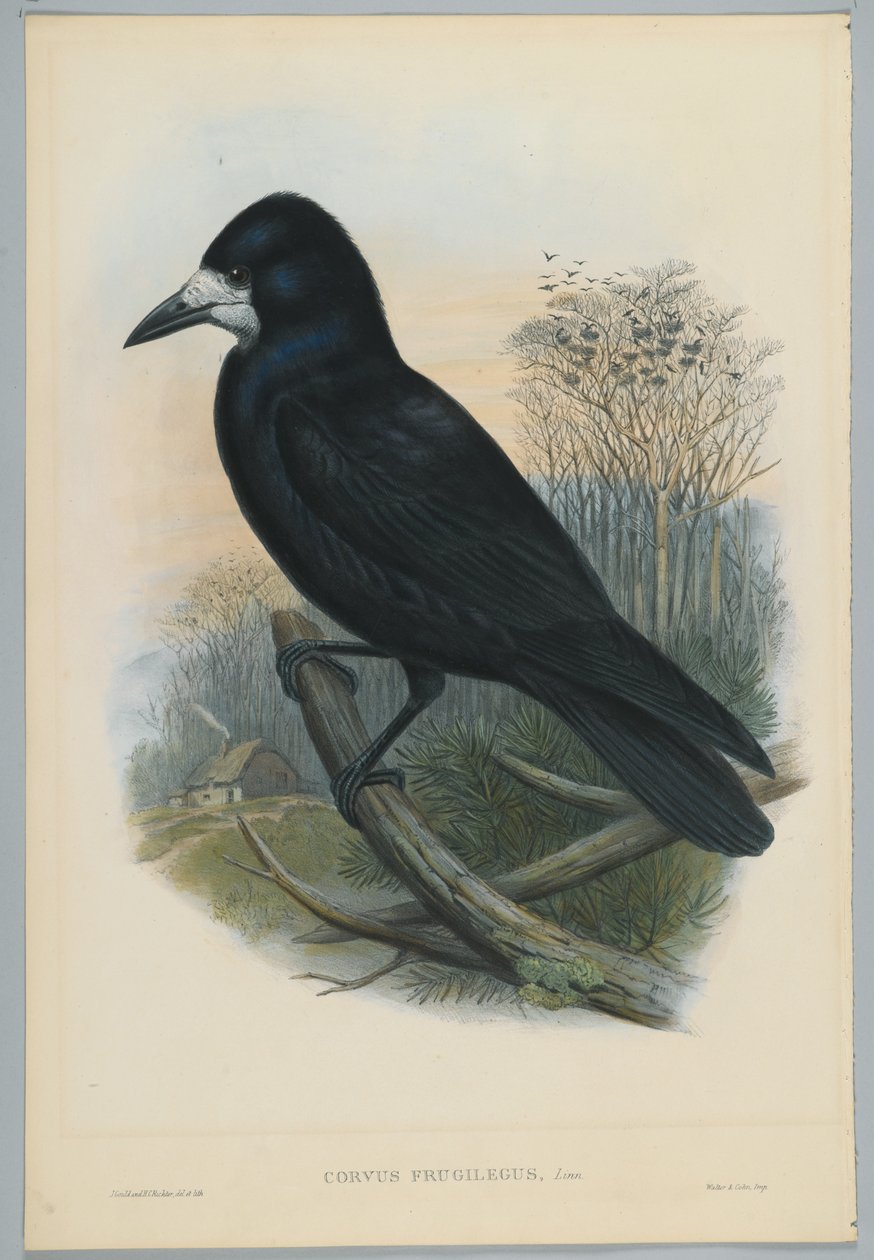 Bilinmeyen resim by John after Gould
