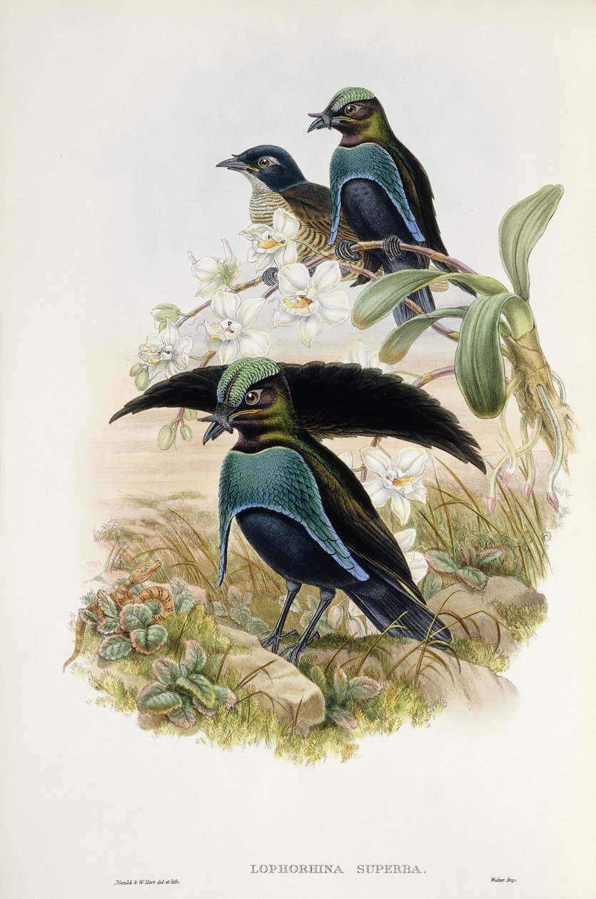 Muhteşem Cennet Kuşu (Lophorina Superba) by John and Hart William Gould