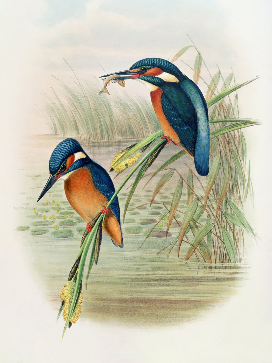 Alcedo Ispida, John Gould'un 'Büyük Britanya Kuşları'ndan bir levha, 1862-73'te yayınlandı (el boyaması taş) by John and Hart, William Gould