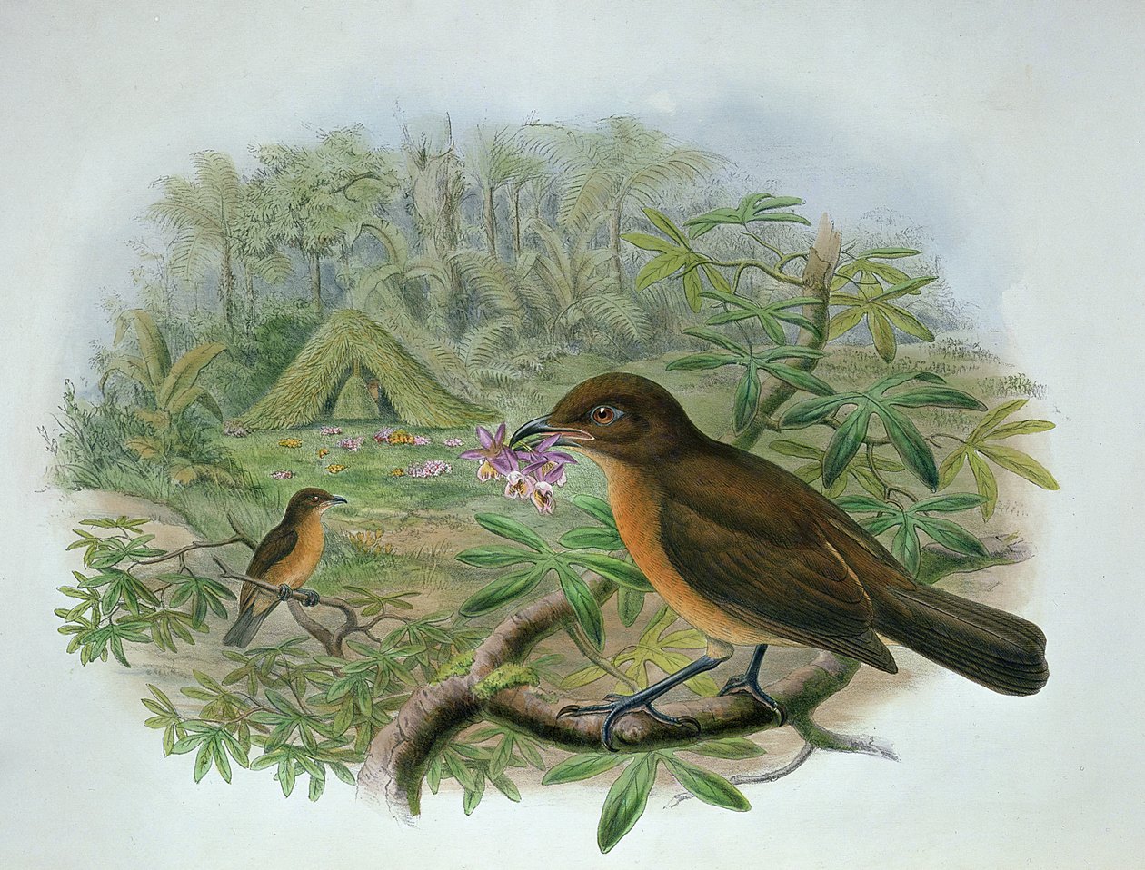 Amblyornis Inornatus, Vogelkop Bahçıvan Bowerbird by John and Hart, William Gould
