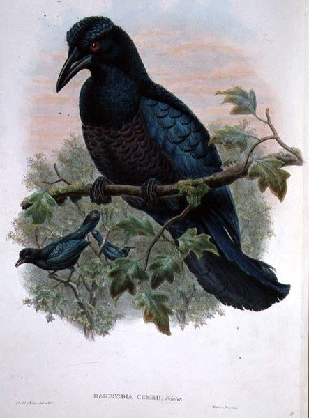 Kıvrımlı tepeli Manucode by John and Hart, William Gould