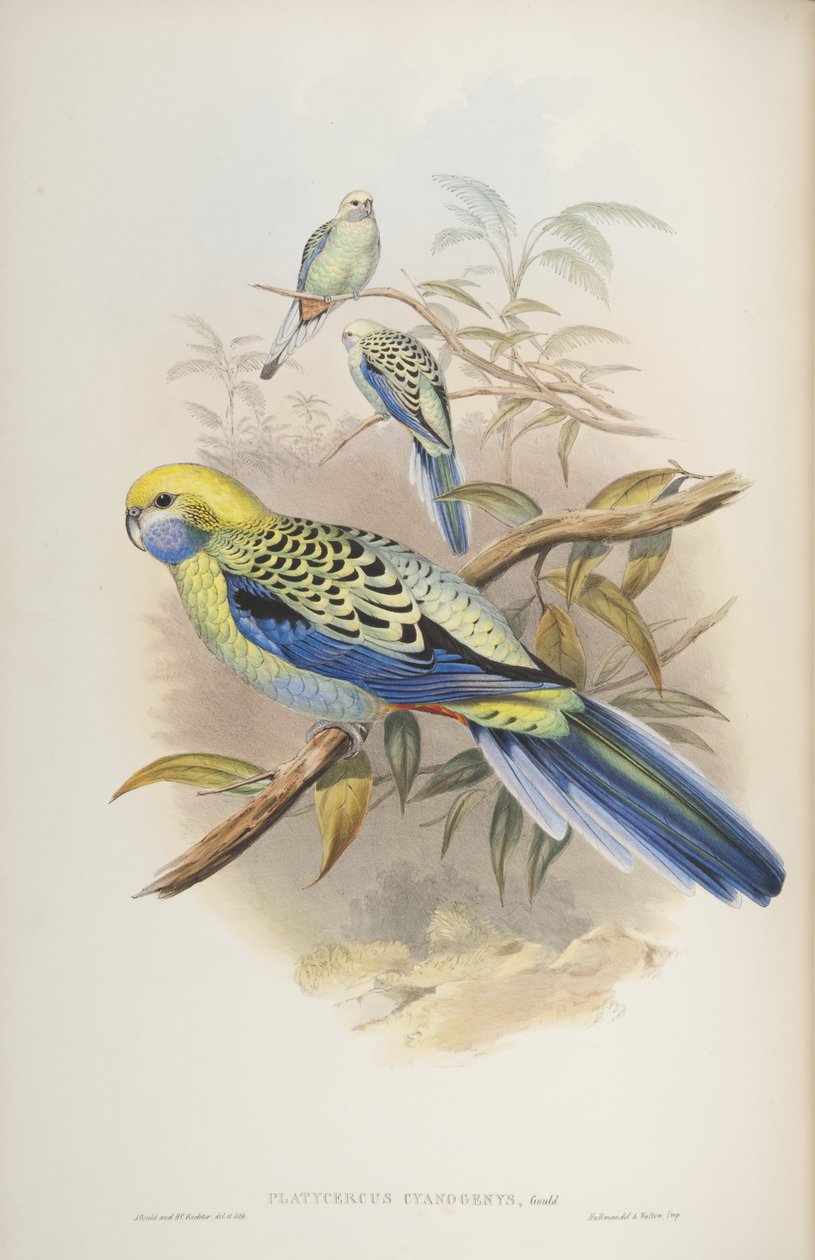 Platycerus cyanogenus, John Gould tarafından yazılan The Birds of Australia