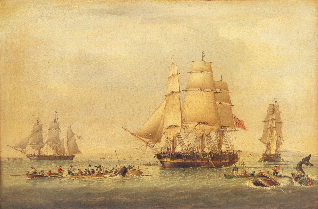 Güney Denizleri Balıkçılığının Balina Avcıları, by John of Hull Ward