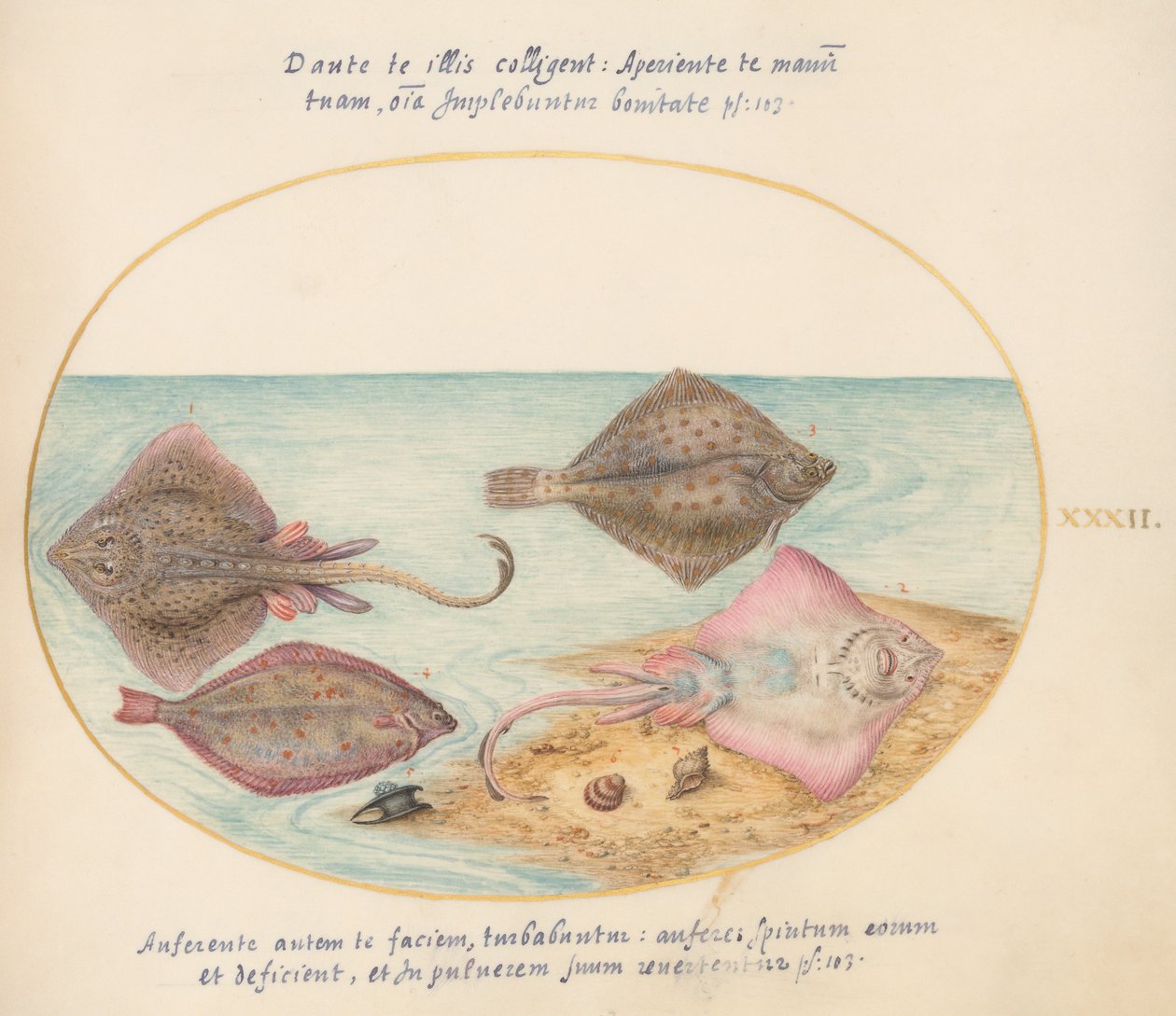 Joris van Gogh, Aqvatilia ve Cochiliata Hayvanları (Aqva) - Levha 32 by Joris Hoefnagel