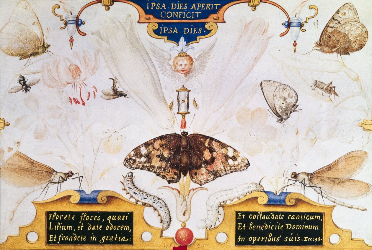 Çiçekler ve böceklerle iki kişilik tablo, 1591 (panelde maruflaj ve parşömen) by Joris Hoefnagel