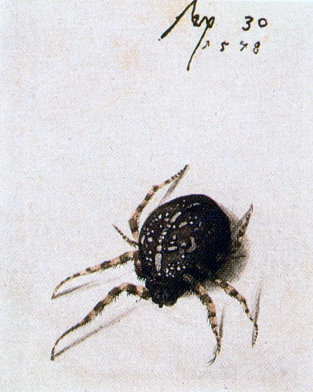 Dişi Örümcek, 1578 by Joris Hoefnagel