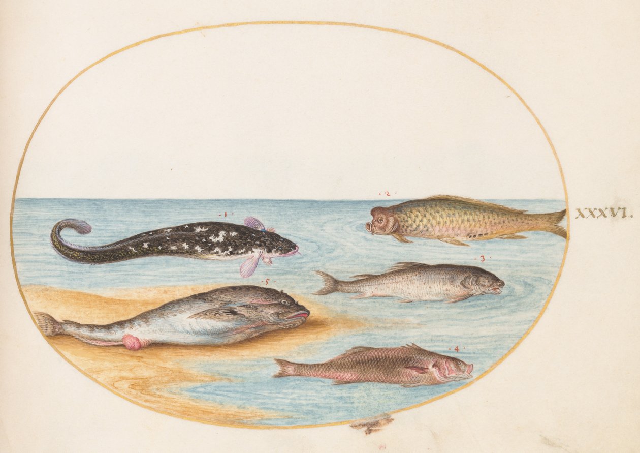 Balık, c.1575-80 by Joris Hoefnagel