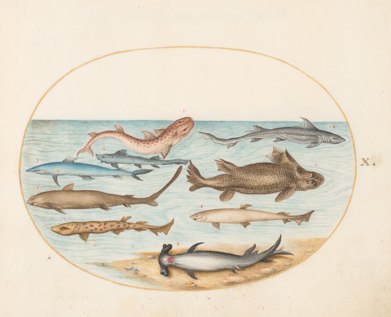 Balık, c.1575-80 by Joris Hoefnagel