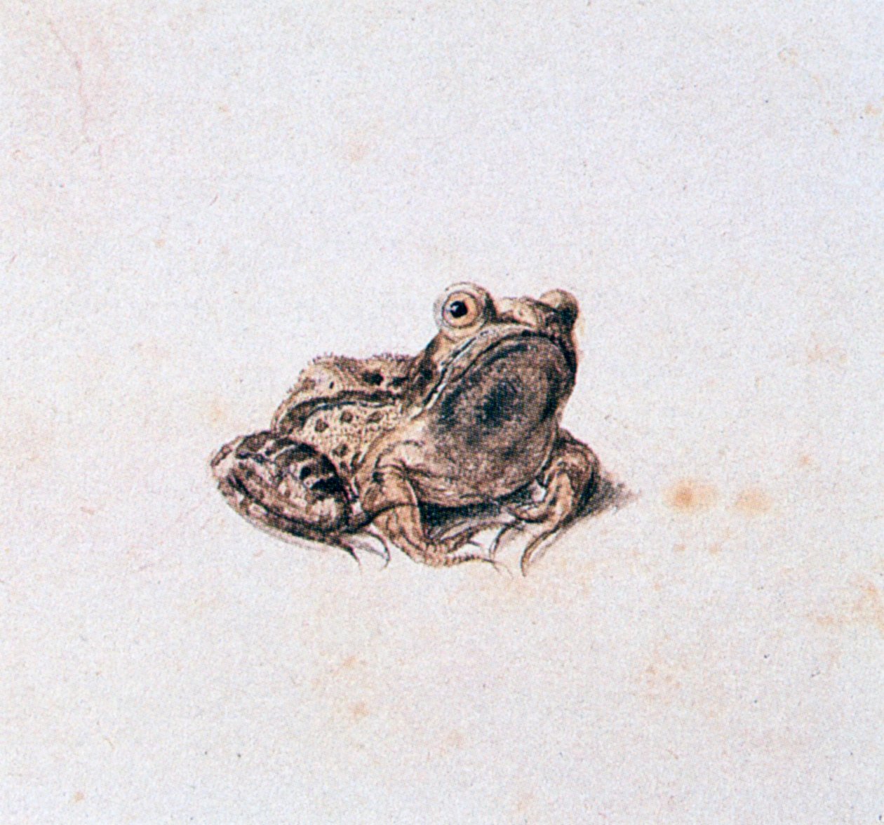 Yeşil Kurbağa, 16. yüzyıl by Joris Hoefnagel
