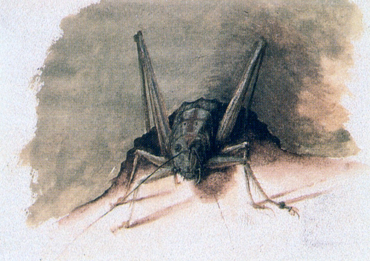Yeşil Çekirge, 16. yüzyıl by Joris Hoefnagel