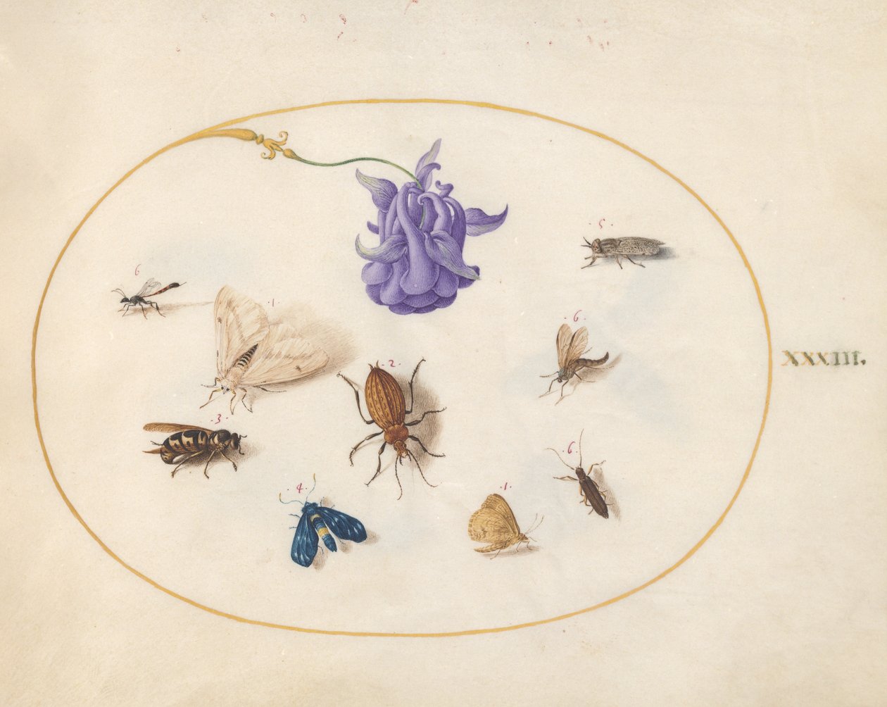 Böcekler, c.1575-80 by Joris Hoefnagel