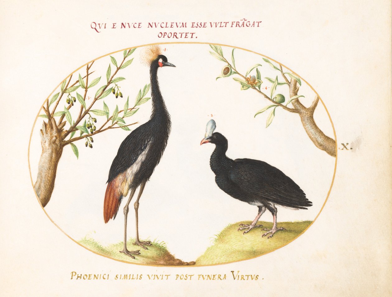 Plaka 10: Gri Taçlı Turna ve Miğferli Curassow by Joris Hoefnagel