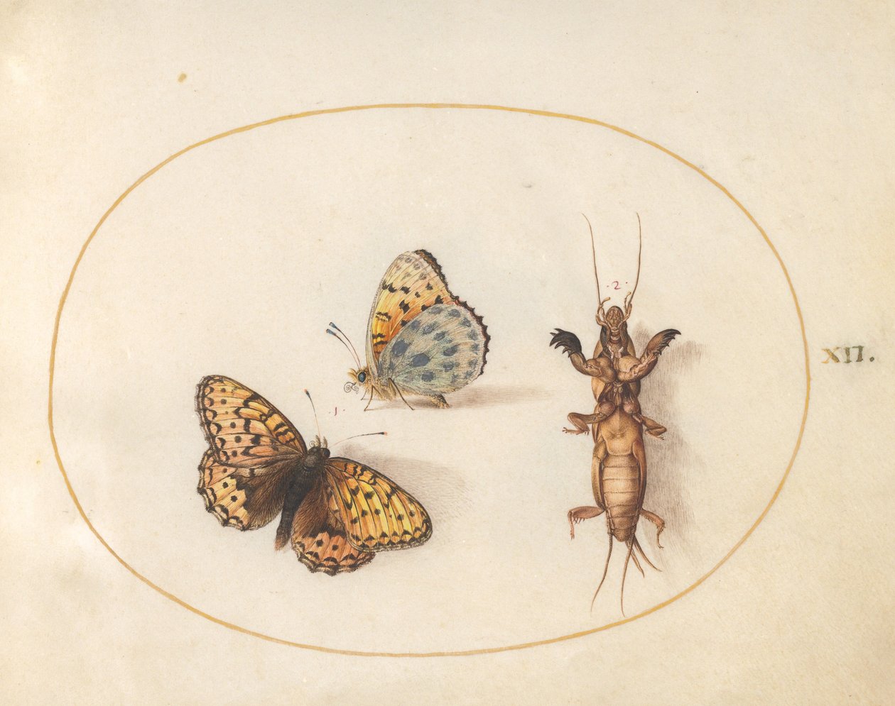 Levha 12: Bir Kelebeğin İki Görünümü (Gümüş Kenarlı Fritillary?) ve Bir Köstebek Kriket by Joris Hoefnagel
