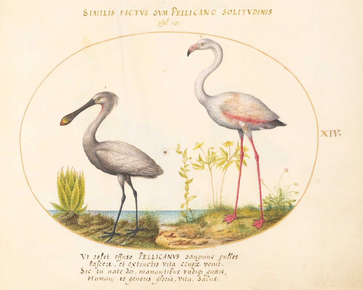 Plaka 14: Kaşık Gagalı Turna ve Flamingo by Joris Hoefnagel