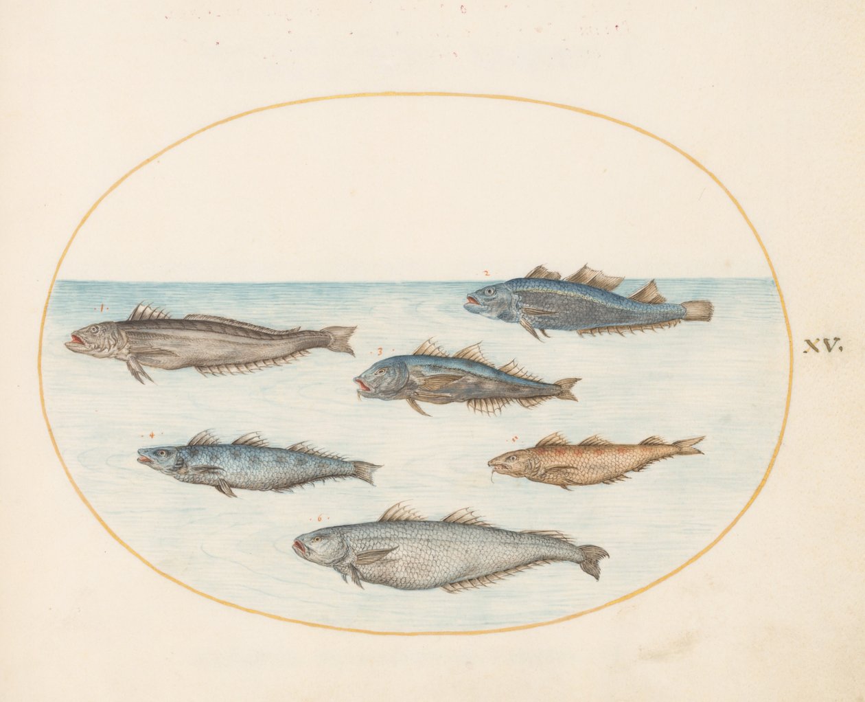 Plaka 15: Altı "Kanca" Balığı (Cod?) by Joris Hoefnagel
