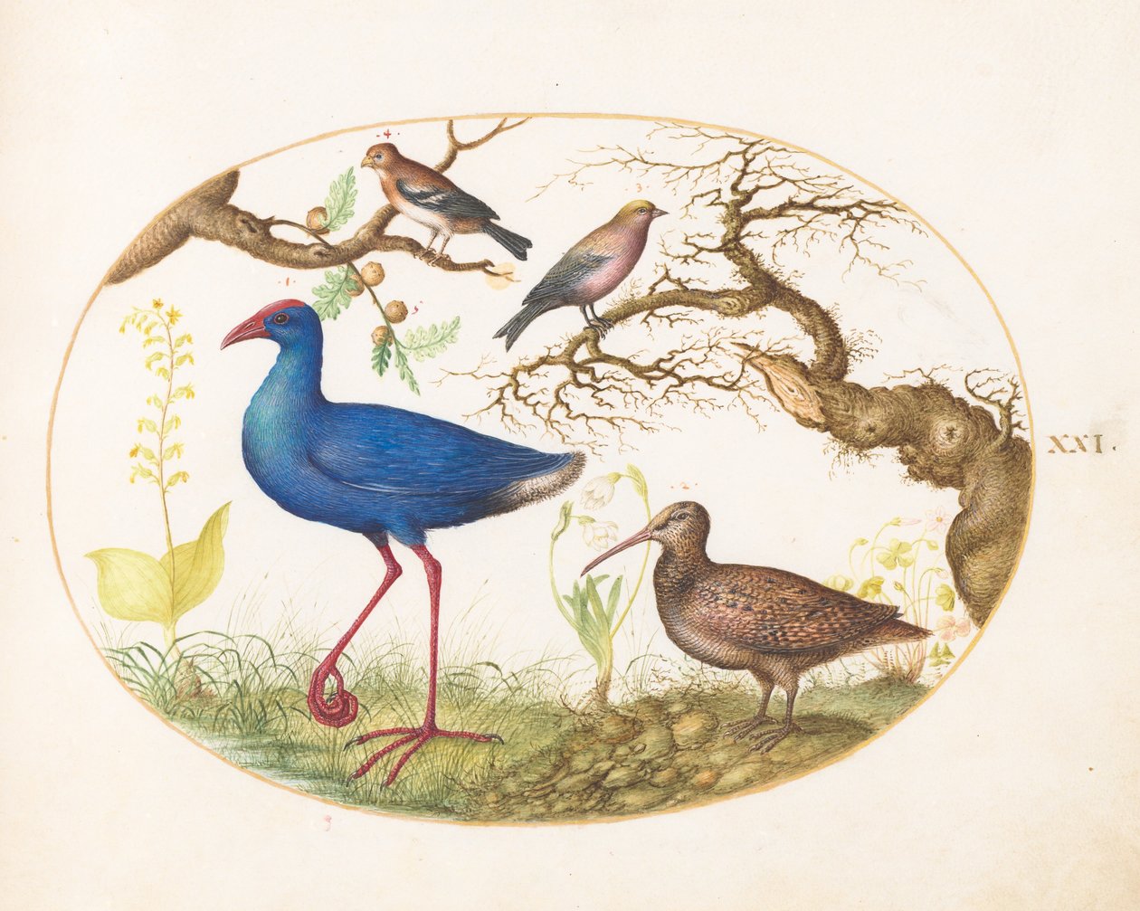 Tabak 21: Çizgili Gül Kuşu, Finch ve Meşe Galls ile Bataklık Tavuğu ve Çulluk by Joris Hoefnagel