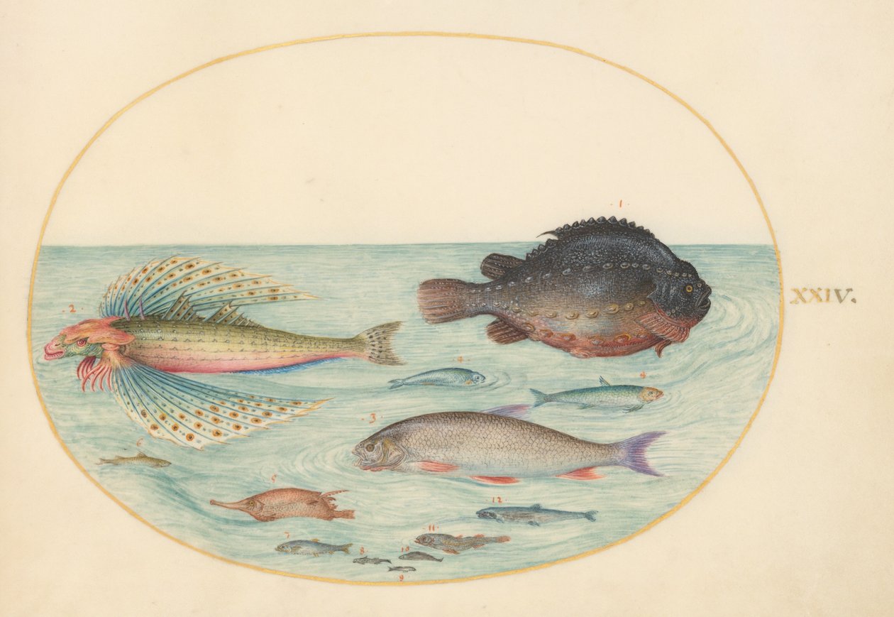 Levha 24: Uçan Kırlangıç Gürnard, Erkek Lumpsucker, Longspine Snipefish ve Diğer Balıklar by Joris Hoefnagel