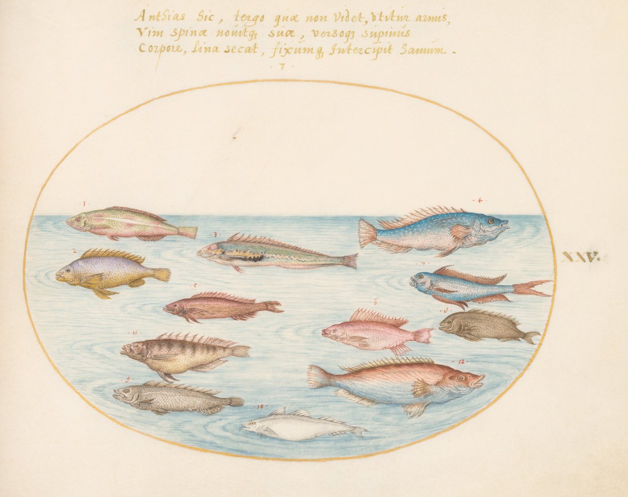 Levha 25: Mediterranean Rainbow Wrasse, Diğer Wrasse, Kırlangıç Kuyruklu Deniz Levreği(?), Birkaç "Anthiae" ve Diğer Balıklar by Joris Hoefnagel