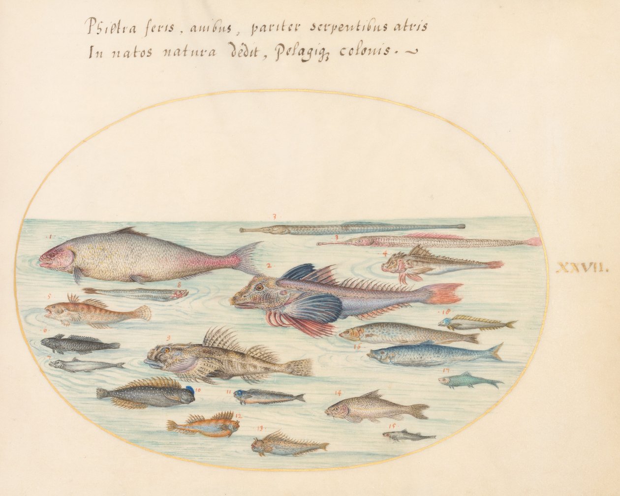 Levha 27: Blennies, Akrep Balığı ve Diğer Balıklar by Joris Hoefnagel