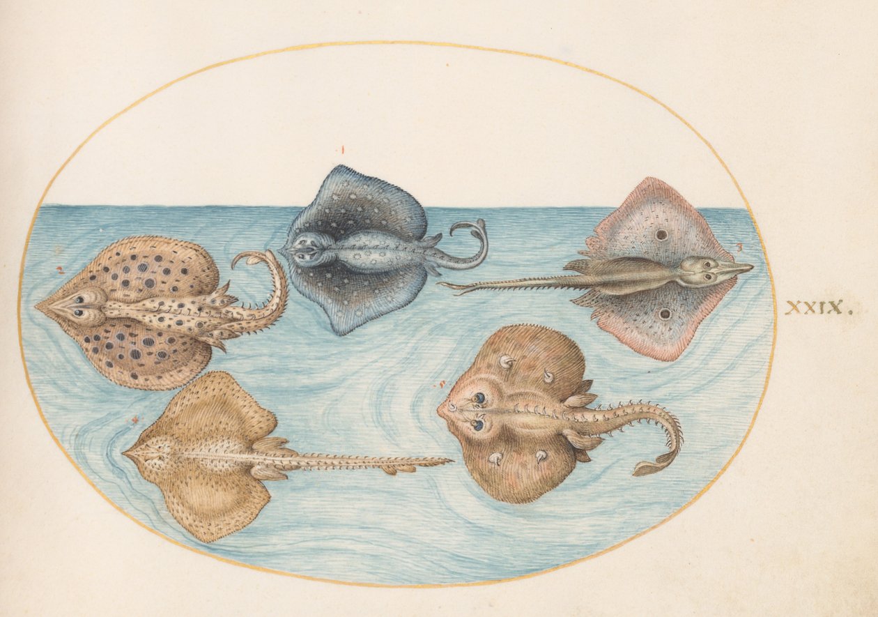 Plaka 29: Homelyn Ray ve Diğer Dört Ray veya Paten by Joris Hoefnagel
