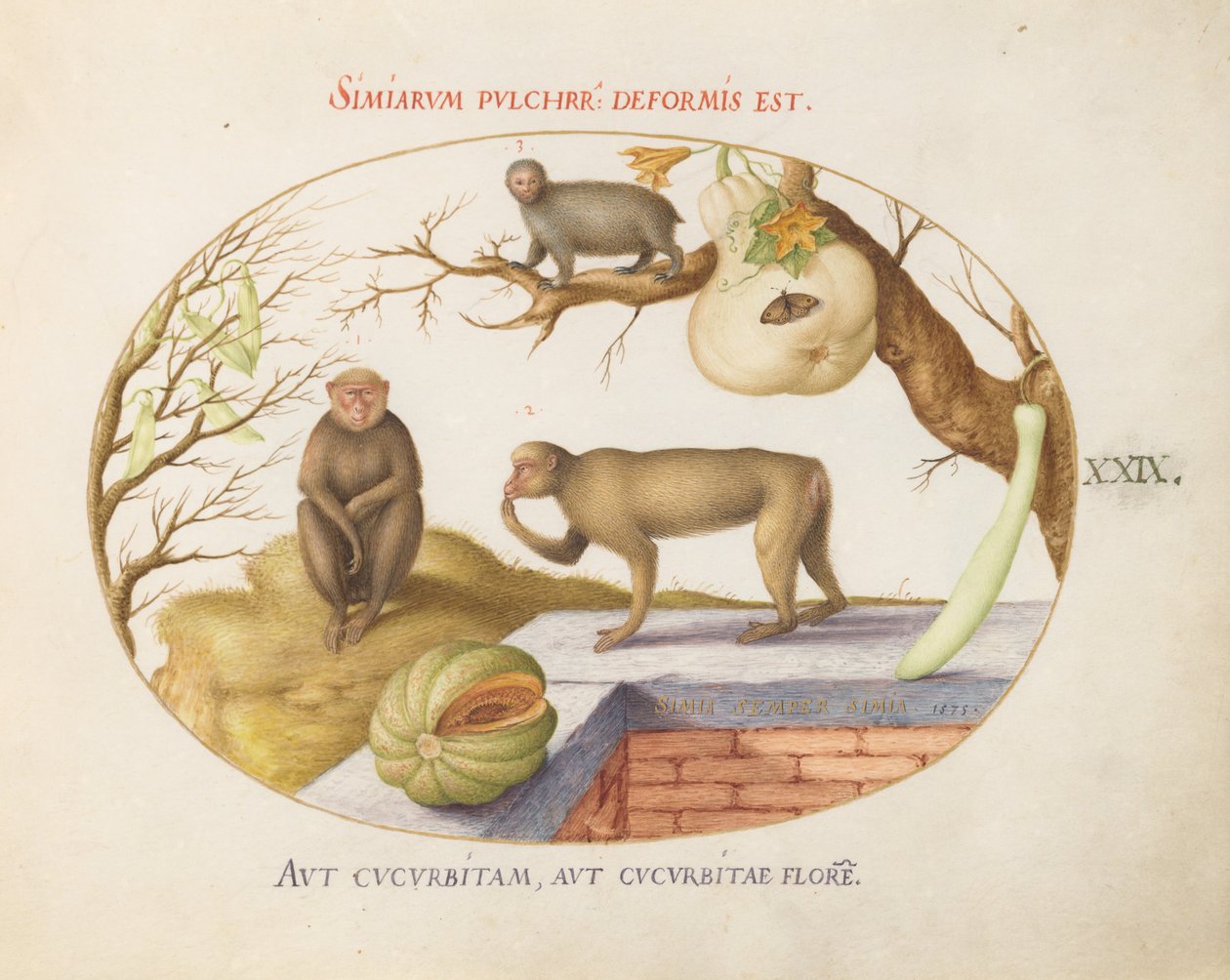 Levha 29: İki Maymun, bir "Arctopithecus" (Tembellik?) ve Meyve by Joris Hoefnagel