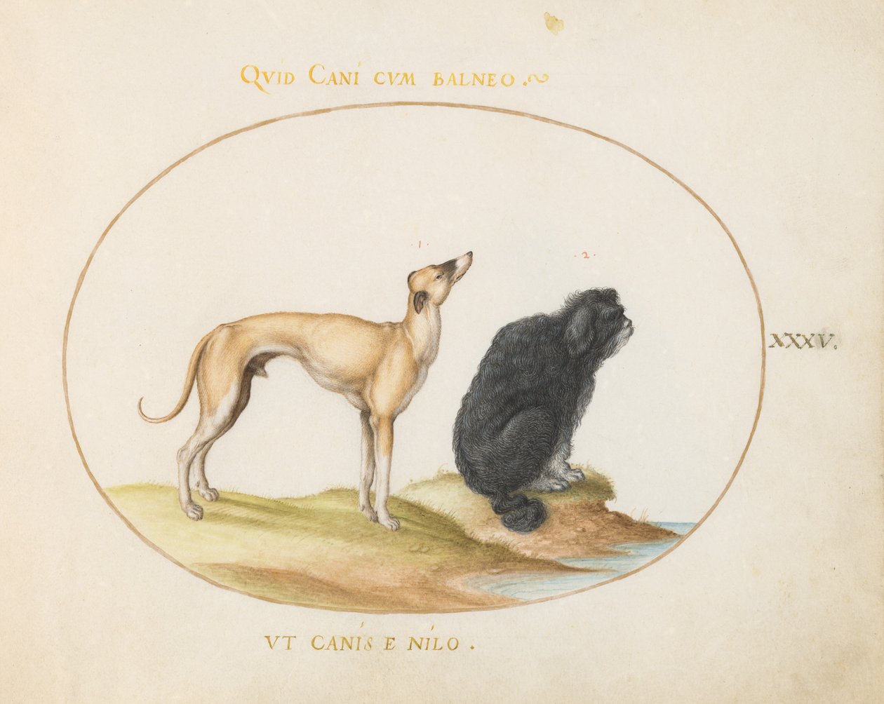 Levha 35: Bir Tazı ve Bir Su Spaniel by Joris Hoefnagel