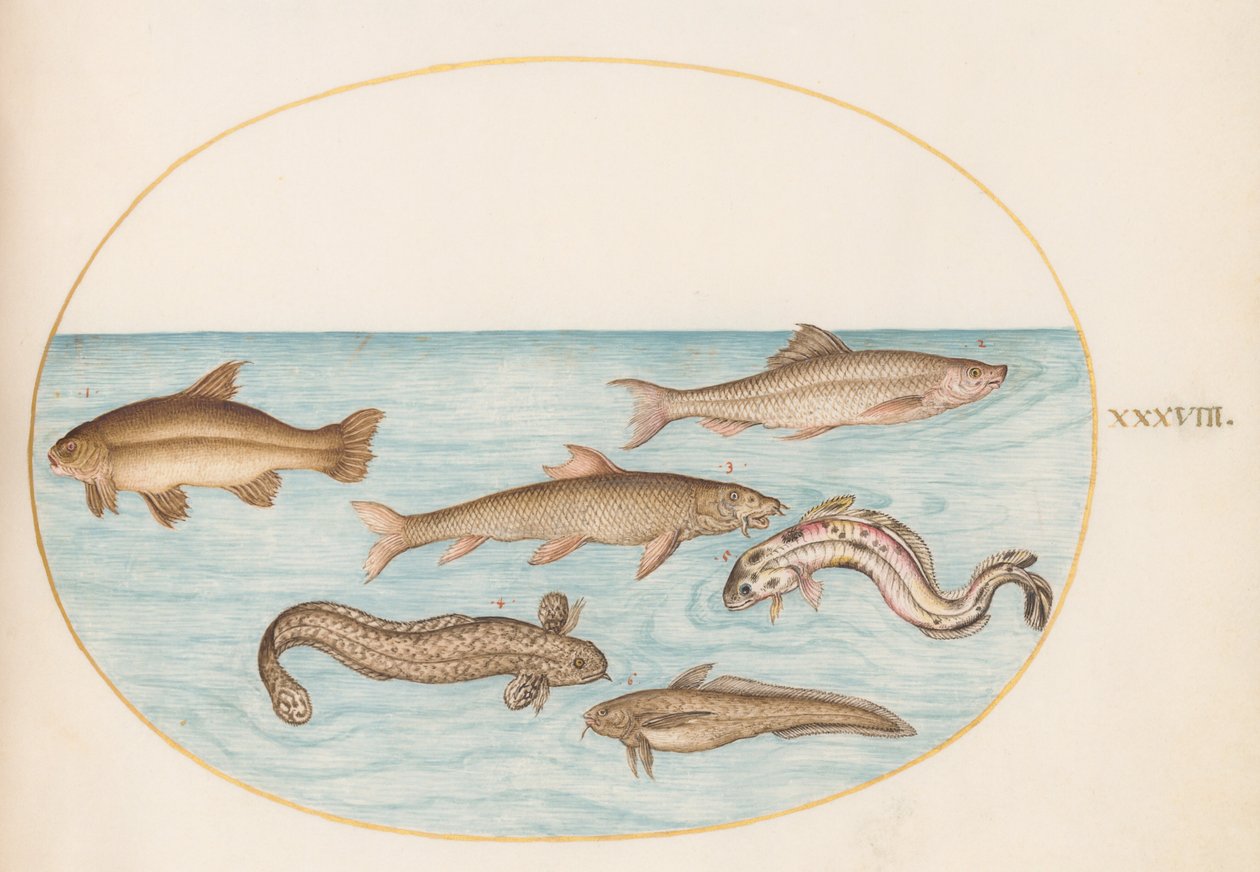 Levha 38: Burbot, Rockling ve Diğer Balıklar by Joris Hoefnagel