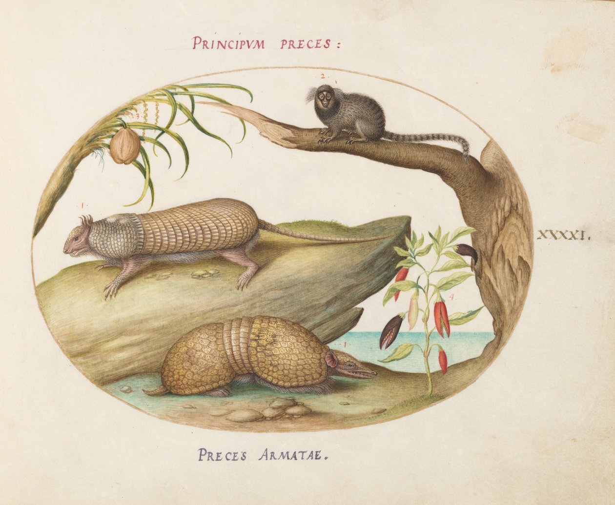 Levha 41: Marmoset, Hindistan Cevizi Hurması ve Biber Bitkili İki Tip Armadillo by Joris Hoefnagel