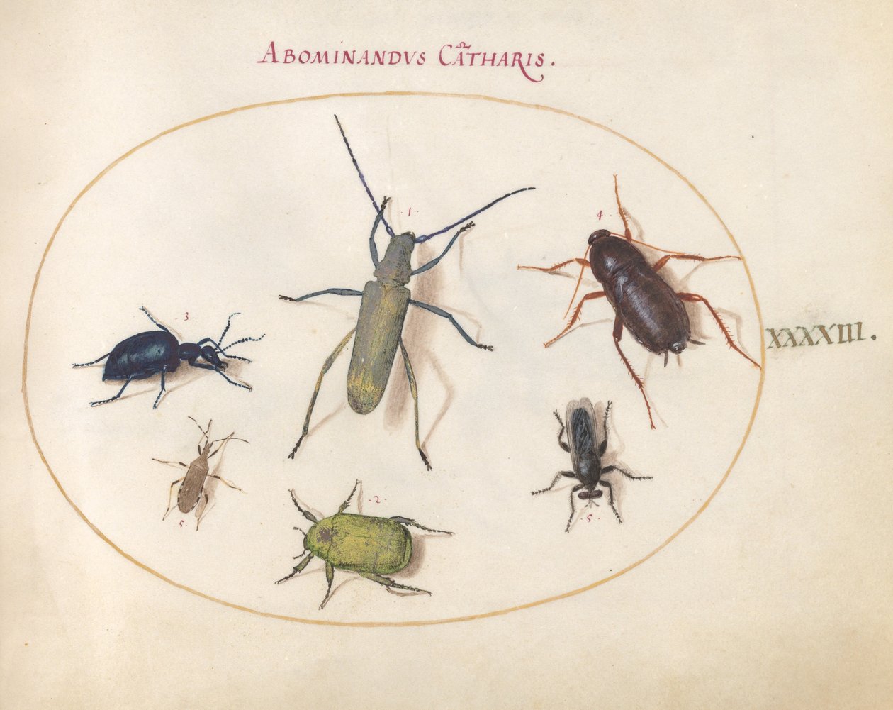 Levha 43: Altın Çiçek Açmış Gri Uzunboynuz(?), Tansy Böceği(?), Hamamböceği, Yaprak Ayaklı Böcek ve Diğer Böcekler by Joris Hoefnagel