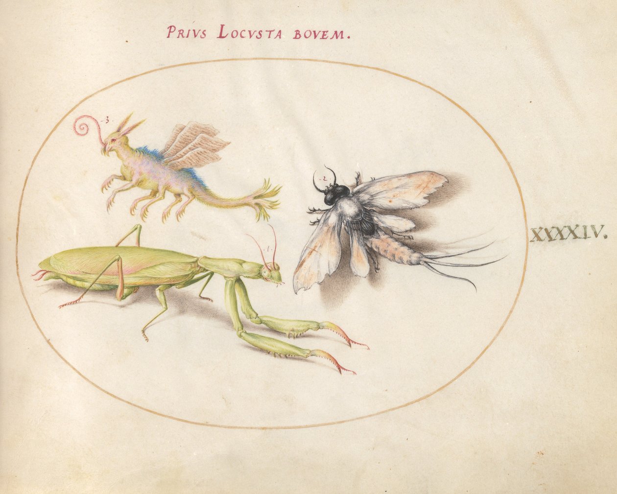 Levha 44: Hayali Bir Böcek ile Mantis ve Mayfly by Joris Hoefnagel