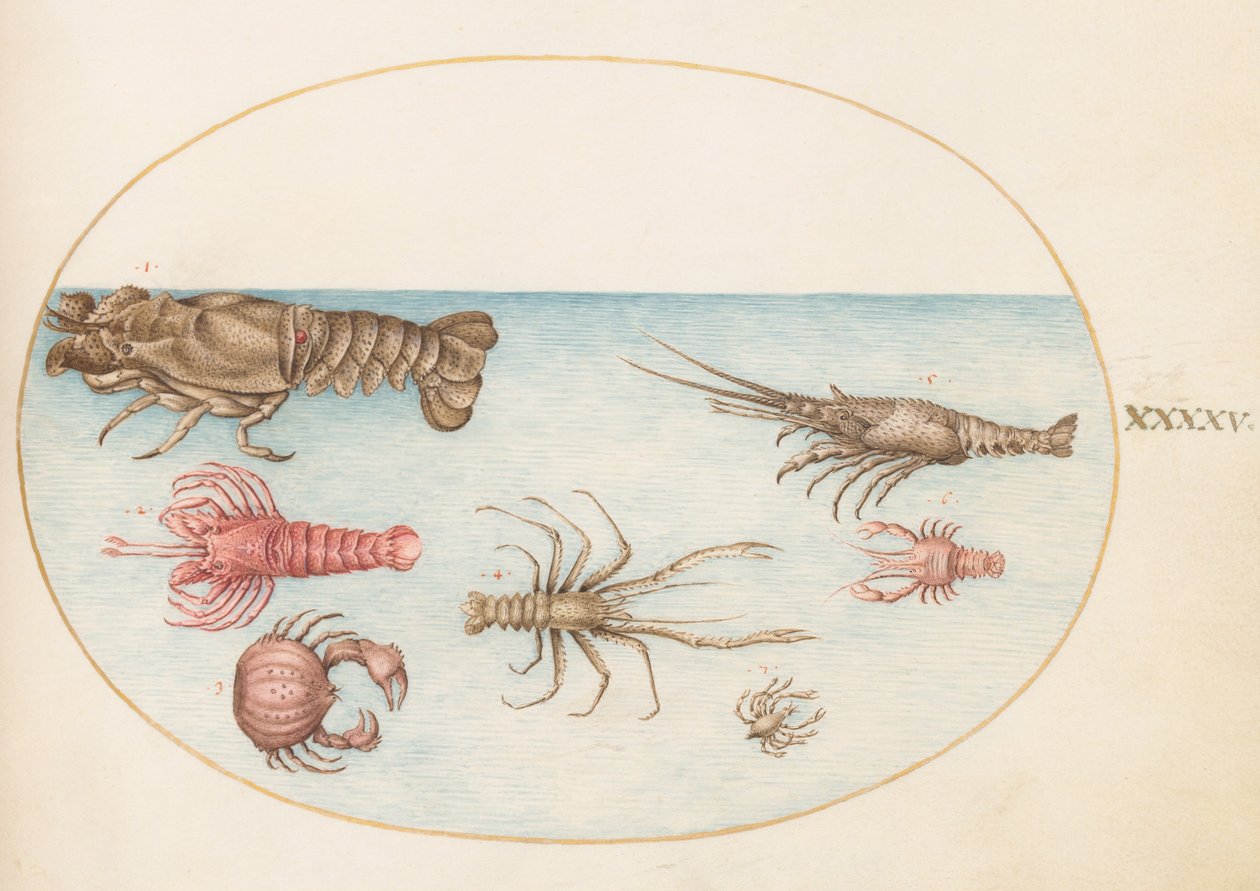 Plaka 45: Istakoz, Squilla Mantis ve Diğer Kabuklular by Joris Hoefnagel