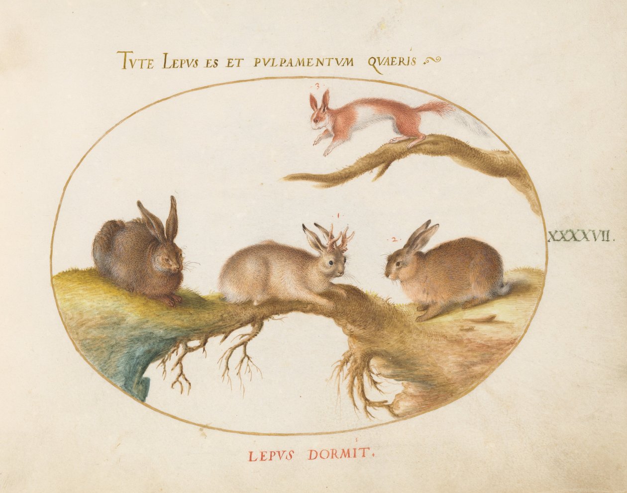 Plaka 47: Bir Tavşan, "Jackalope", Bir Tavşan ve Bir Benekli Sincap by Joris Hoefnagel