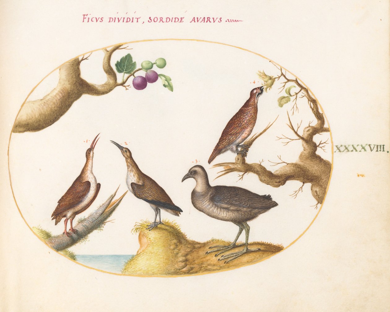 Plaka 48: Fındık ve İncirli Orman Tavuğu, Ray ve Curlew by Joris Hoefnagel