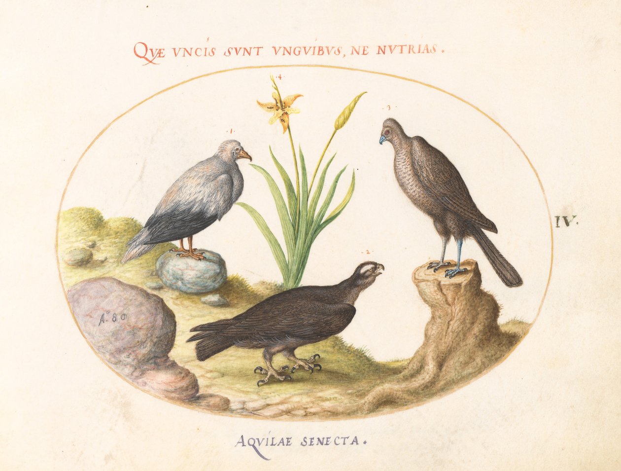 Plaka 4: Bir Mısır Akbabası, bir Kuzey Çakır (?) ve bir "Aquila Heteropode" (Kısa Parmaklı Kartal?) by Joris Hoefnagel