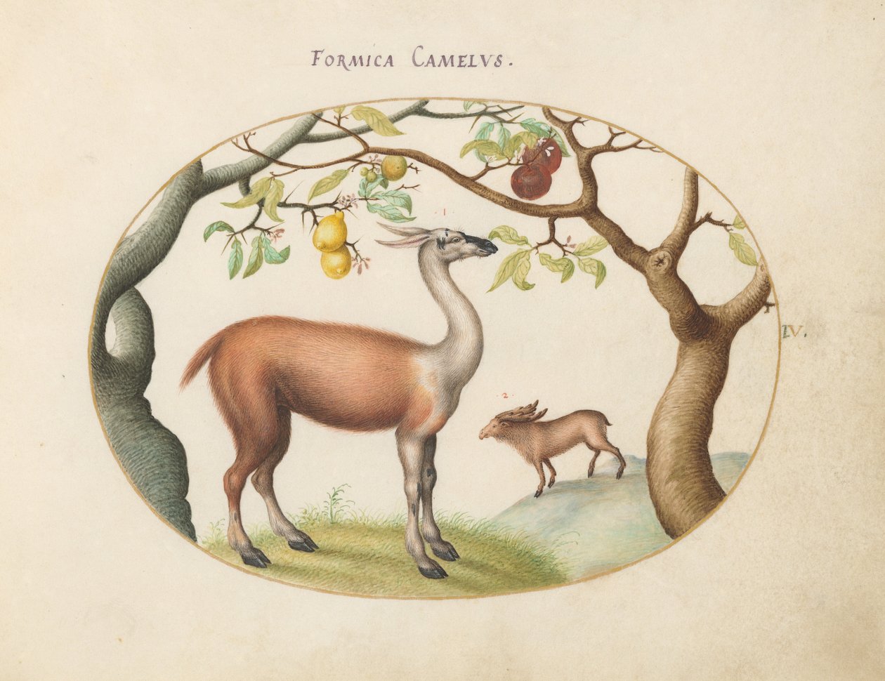 Plaka 4: Lama ve Geyik by Joris Hoefnagel