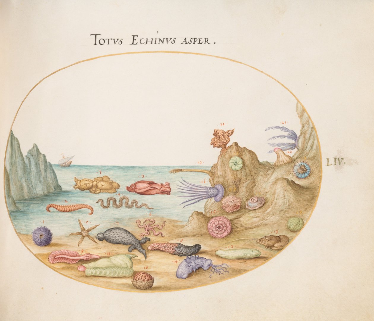 Levha 54: Deniz Hıyarları, Deniz Kestaneleri, Denizyıldızı, Deniz Isırgan Otu, "Deniz Tavşanı" ve Diğer Deniz Yaşamı by Joris Hoefnagel