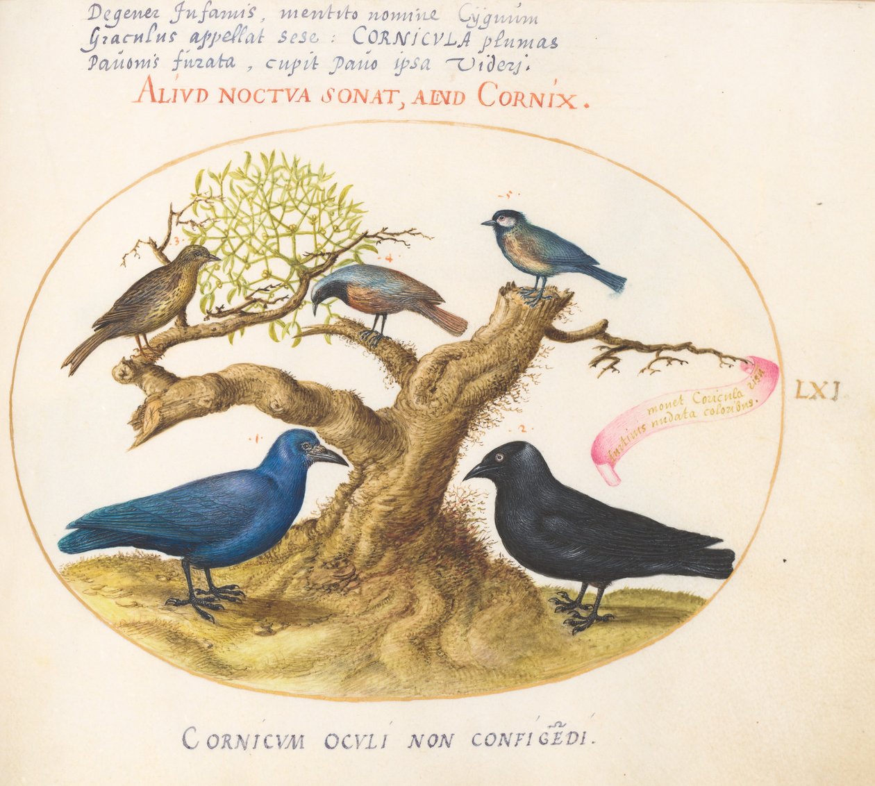 Plaka 61: Mavi Karga(?), Küçük Karga, Chickadee veya Tit ve Diğer Kuşlar by Joris Hoefnagel