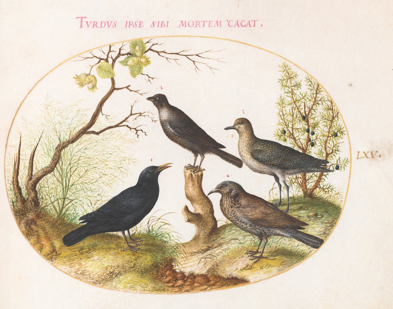 Levha 65: Karatavuk, Starling(?) ve Diğer Kuşlar by Joris Hoefnagel