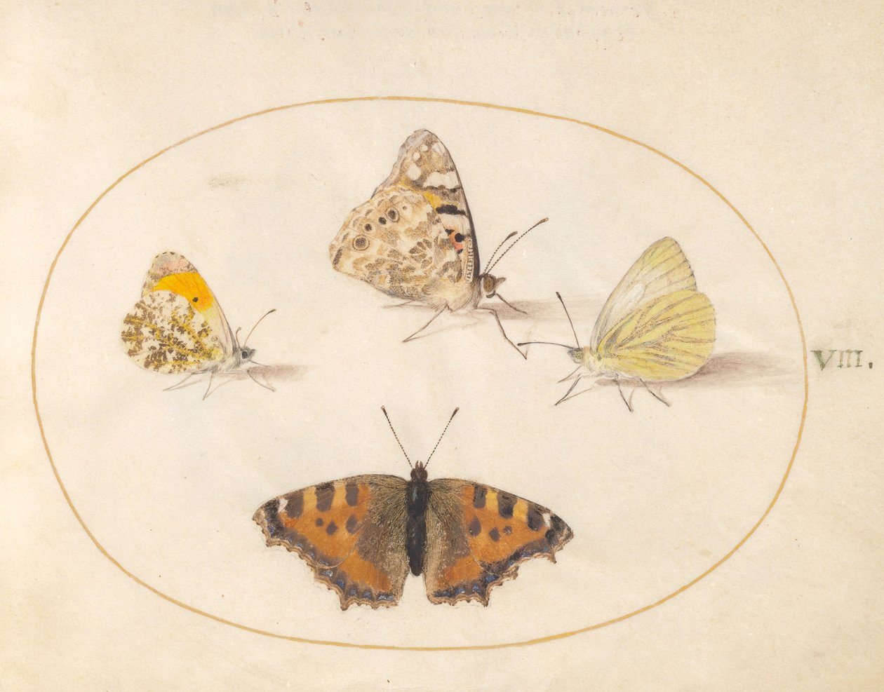 Plaka 8: Orange Tip, Painted Lady, Southern Small White ve Küçük Kaplumbağa Kabuğu Kelebekleri by Joris Hoefnagel
