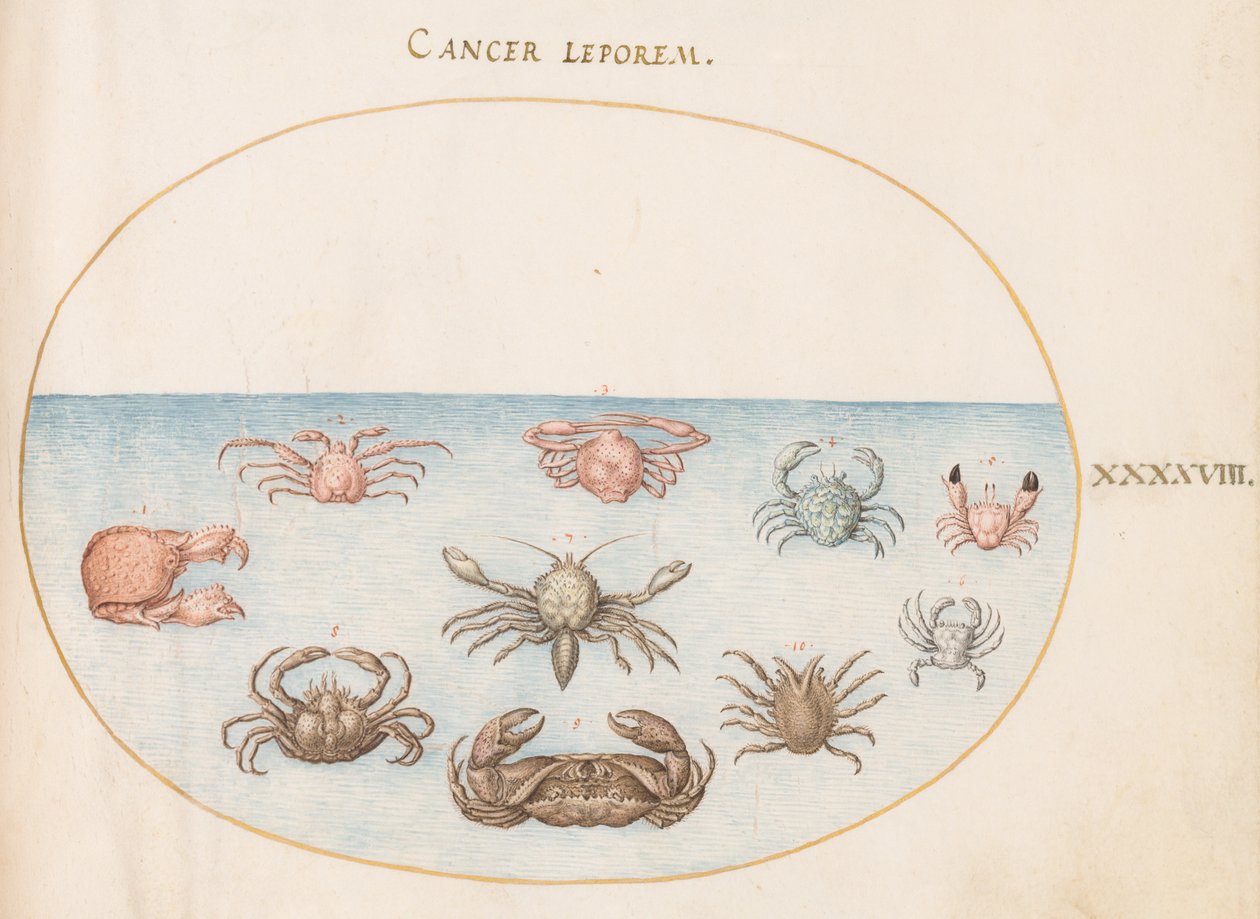 Kabuklu deniz ürünleri, c.1575-80 by Joris Hoefnagel